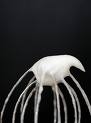 whisk