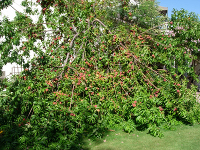 our overloaded peach tree!
