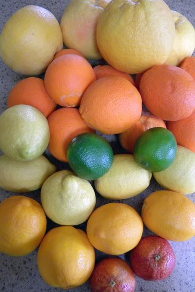 back to front: pink grapefruit, navel orange, lime, lemon, Meyer lemon, and blood orange
