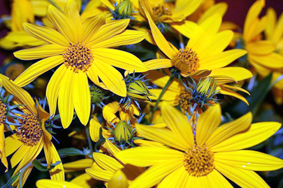 sunflower sunchoke sunflower sunchoke