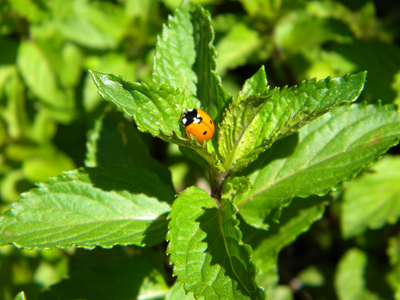 mintyladybug