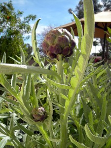 on the stalk