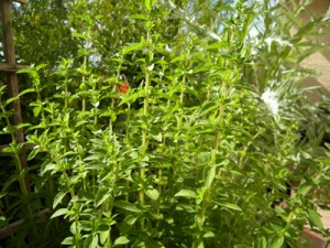 oregano