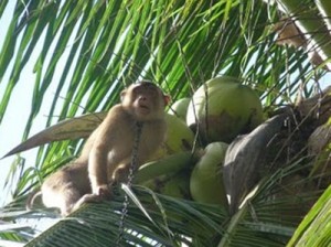 coconutharverster