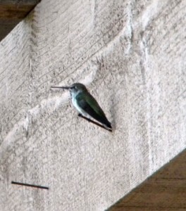 hummer