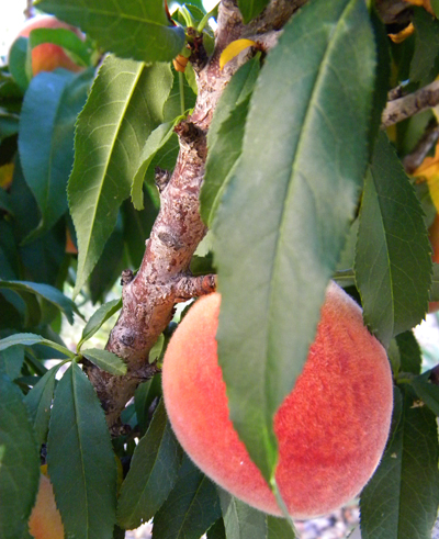 peachy