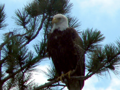 WI Bald Eagle