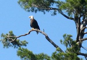 Wisconsin Bald Eagle