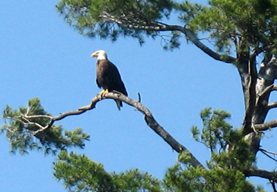 Wisconsin Bald Eagle