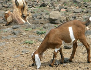 brownbabygoat