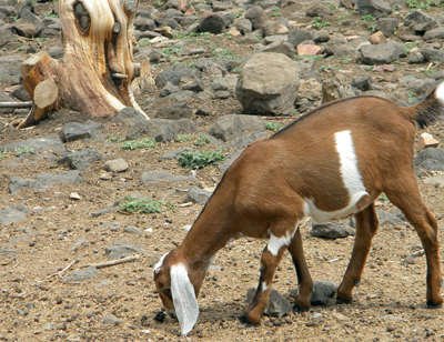 brownbabygoat