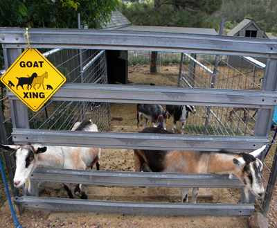 goatxing