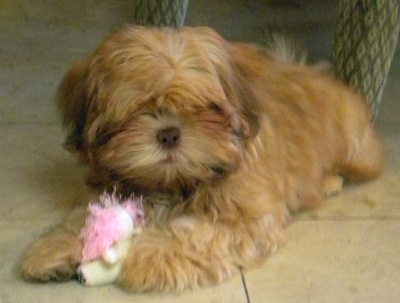 puppy