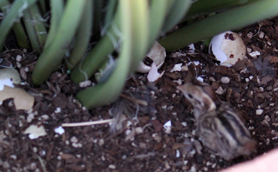 quail