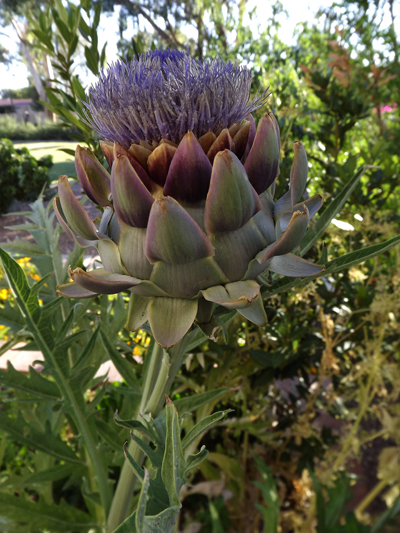 artichokeflower