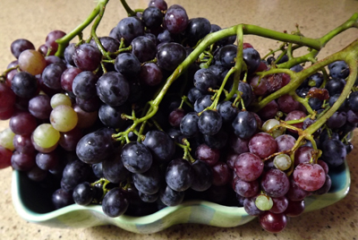 gorgeousgrapes
