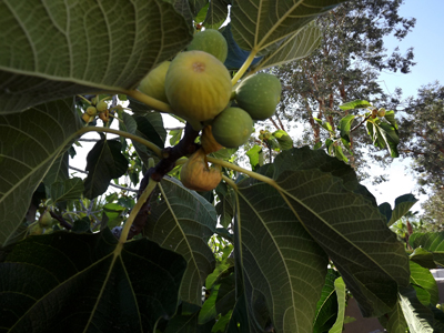 figbounty