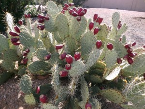 PPcactus
