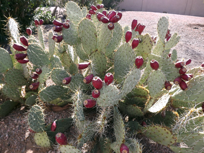 PPcactus