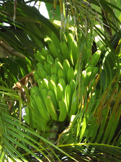 banana bunch