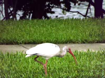 bird