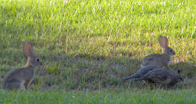 bunniesquail