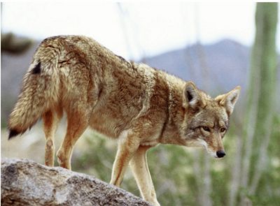 desertcoyote