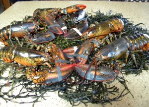 1:2 dozen lobsters