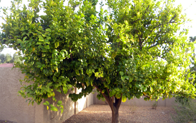 barenlemontree