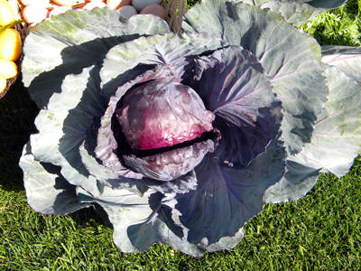 cabbage