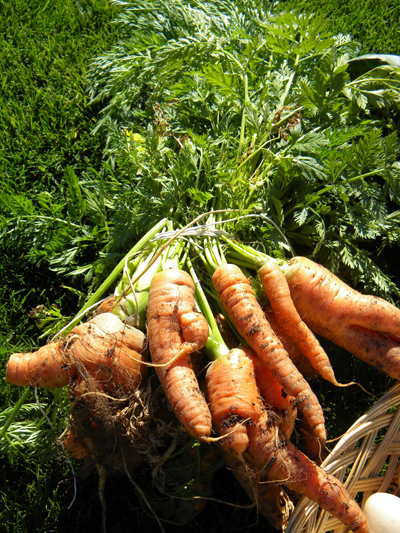 carrots