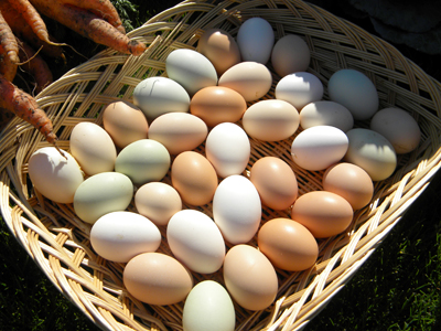 eggs
