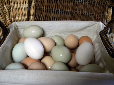 eggsinbasket