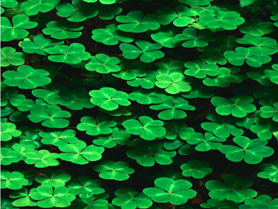 shamrocks