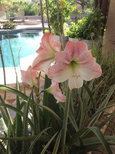 flowertomatoes
