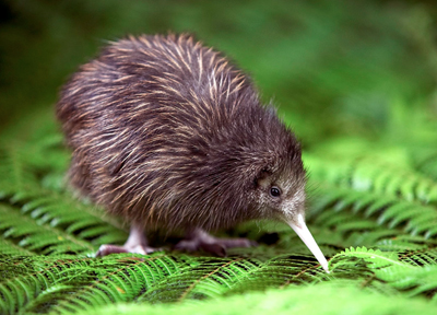 cutekiwi