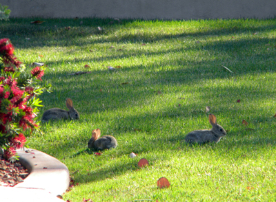 3littlebunnies