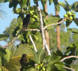 blackbirds