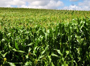 cornfields