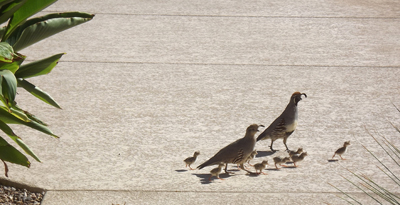 familyquail