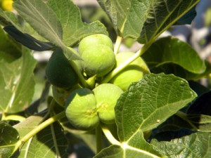julyfigs