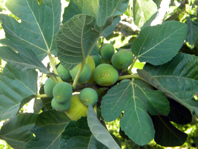 junefigs