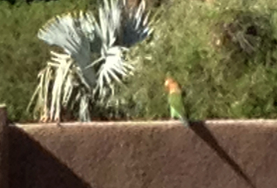 parakeet