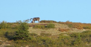 cariboubull