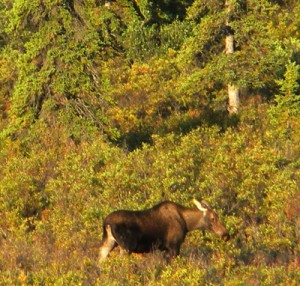 cowmoose