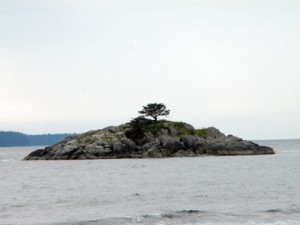 lonetree