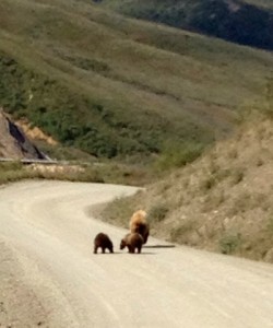 momspringcubs
