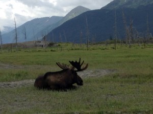moose