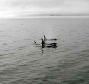 orcas