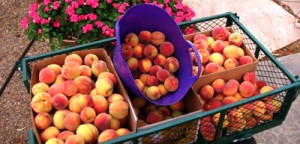 Diane'speaches